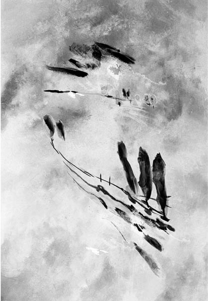 r15.jpg (40950 octets)